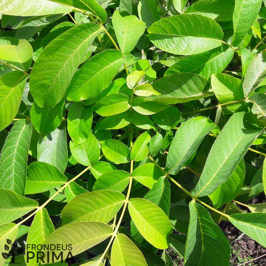 Echte walnuss sämlinge - HATVANI CSEMETEKERT