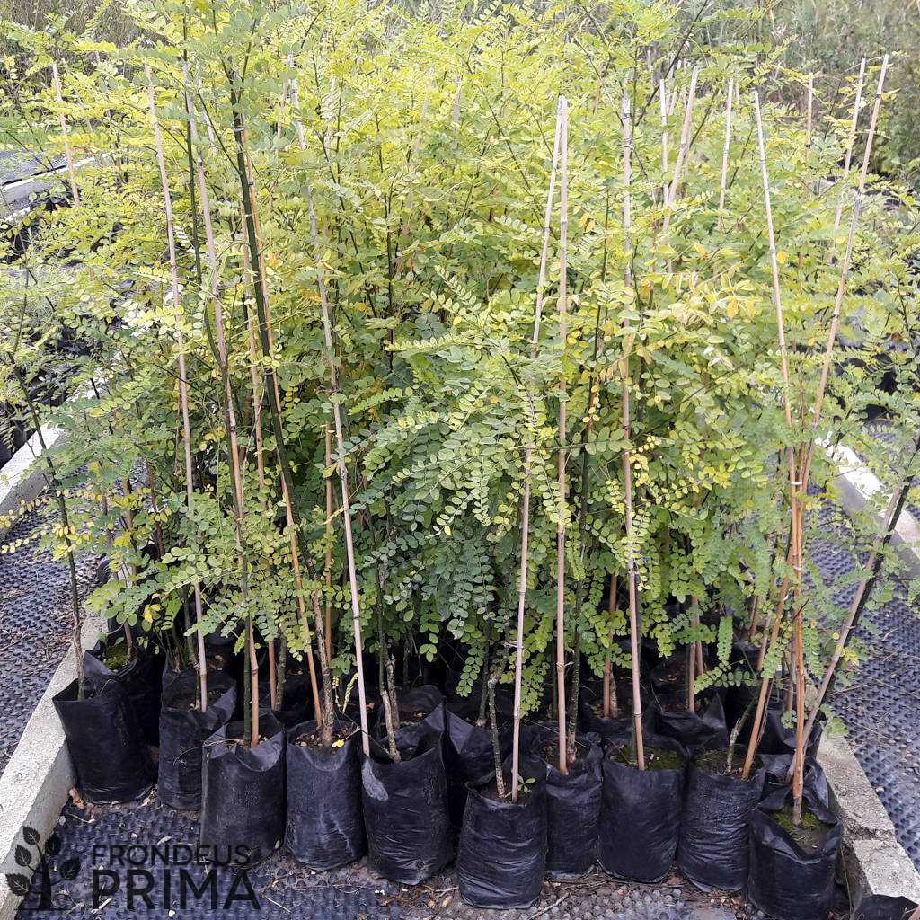 Japánakác 2,5L fóliakonténeres csemte