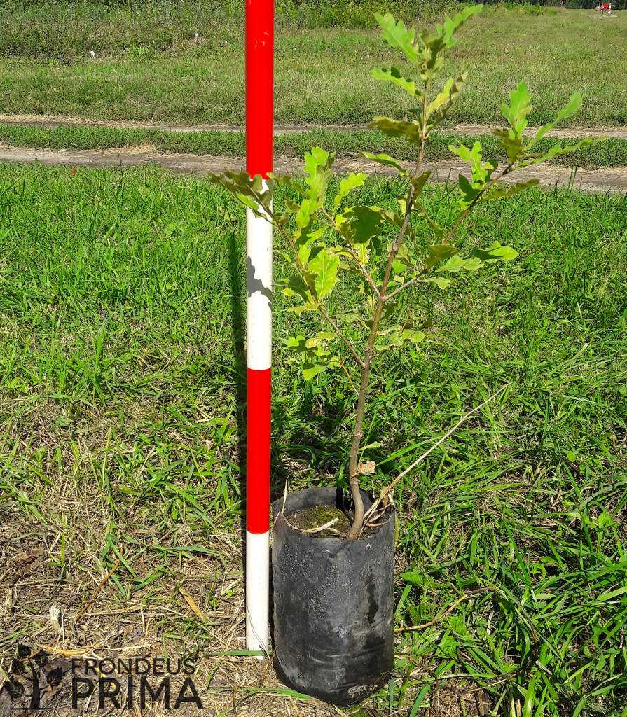 European oak transplant